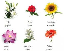 10 Reliable Sources To Learn About Lily Flower Name In Sanskrit Lily Flower Name In Sanskrit Https Flower Names Beautiful Flower Names Flowers Name In Hindi