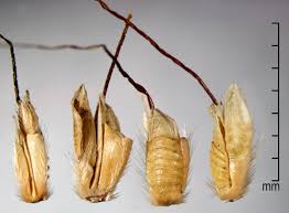 Image result for Ischaemum