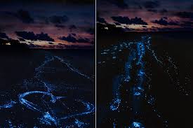 We've put together an article that goes over everything you need to know. Glowing Beach At Vaadhoo Island In Maldives Bonjourlife