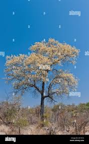 Image result for Acacia nigrescens