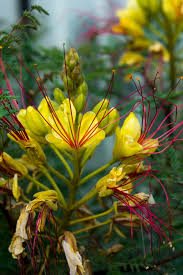 Image result for Erythrostemon