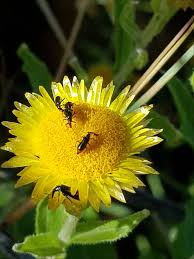 Image result for Helichrysum setosum