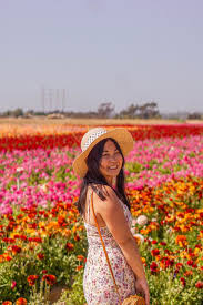 Maybe you would like to learn more about one of these? The Carlsbad Flower Fields Everything You Need To Know Pictures Words
