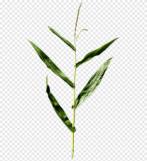 We did not find results for: Daun Tanaman Jagung Jagung Daun Batang Tanaman Png Pngegg