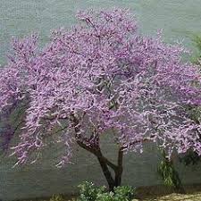 So let's discuss some particular specimens, with an eye to what may make them suitable under some conditions and unsuitable under others. Zone 5 Trees And Shrubs Trees To Plant Trees And Shrubs Shrubs