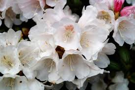 Rhododendron Flava Kaufen Garten Von Ehren Beste Qualitat Seit 1865 Gunstige Preise Riesenauswahl Kauf Auf Rechnung Rhododendron Azalee Weigel