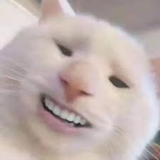 My joke-loving cat. I love you.