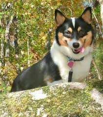 I just love those adorable little shits, they look so happy all the time. Pembroke Welsh Corgi Dog Breed Pictures 1