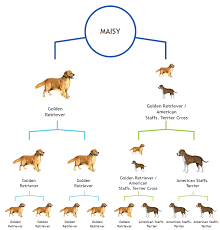 Breed Tests For Dogs Fact Or Fiction Grand Avenue