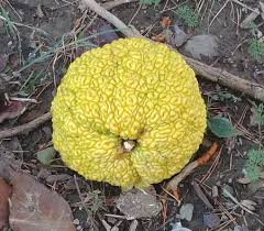 Image result for Maclura