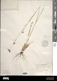 Image result for Rhynchospora holoschoenoides