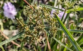 Image result for Cyperus rigidifolius