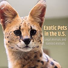 Exotic pets mania is the best small animal online store in kanpur. Which Exotic Pets Are Legal In The United States Pethelpful