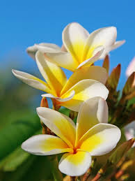 Image result for Plumeria