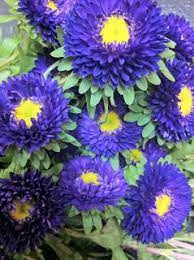 Pin On 365 Days Of Floral Education