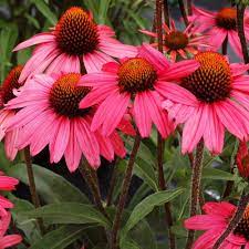 Echinacea Dream Glowing Dream Echinacea Plants Perennials