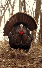 Big Birds That Look Like Turkeys Scouting For Wild Turkey Turkey Hunting Pet Birds Pretty Birds