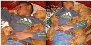Mini goldendoodle pups looking for a forever family. Mini Goldendoodle Puppies