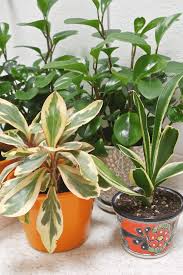 Check spelling or type a new query. 10 Stores Where You Can Buy Indoor Plants Online