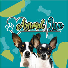 Animal Live