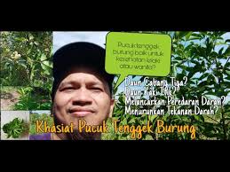 Check spelling or type a new query. Khasiat Daun Pokok Tenggek Burung Pokok Daun Cabang Tiga Baik Untuk Kesehatan Lelaki Dan Wanita Youtube