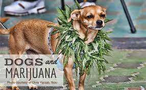 Maybe you would like to learn more about one of these? Dogs And Marijuana Is It Toxic For Your Pup Caninejournal Com