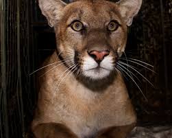 Rumors suggested it was killed in wyoming, montana, and idaho and who knows how many hunters have claimed by now that it was taken by a buddy of a friend. michele eichler takes a huge mountain lion with her Mountain Lion Makes Rare Crossing Of The 405 Freeway Daily News