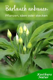 Der bärlauch ist eine beliebte pflanze für die verfeinerung wenn sie wild gesammelten bärlauch aufgrund von verwechslungsgefahr und der gefahr des. Barlauch Pflanzen Im Garten Kostbare Natur Barlauch Pflanzen Garten Pflanzen Pflanzen