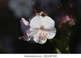 Image result for Chlorophytum macrorrhizum