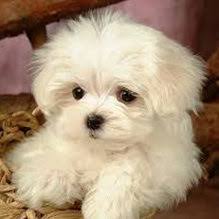Which picture on this page do you think is the cutest? Maltese Puppies For Sale Miami Gorgeous Puppies