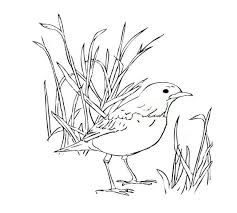 Robin Robin Bird Standing On The Ground Coloring Page