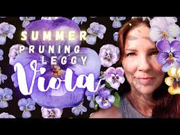 Summer Pruning Leggy Viola & Pansy #pansies