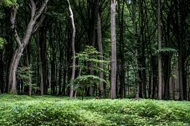 The spooky forest backdrop / background, high resolution, instant download, cuok. 23 843 Spooky Forest Background Photos Free Royalty Free Stock Photos From Dreamstime