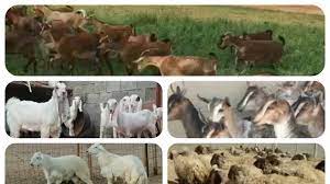 حراج عالم الحيوان youtube