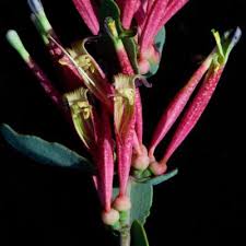 Image result for Agelanthus fuellebornii