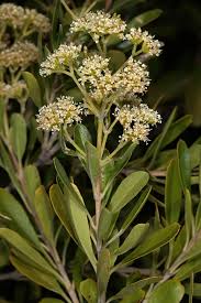 Image result for Nuxia congesta