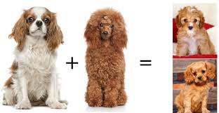 We did not find results for: What Is A Cavapoo