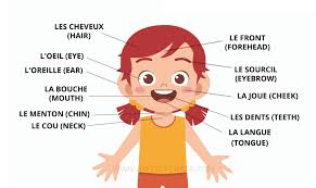 Parts of the body in english with pictures • 7esl. French Body Parts 80 Words To Add To Your Vocabulary