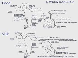 Great Dane Weight Chart Kg Images Free Any Chart Examples