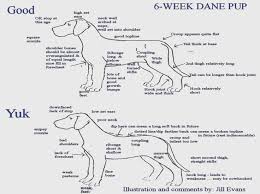 great dane growth youtube great dane puppy growth chart