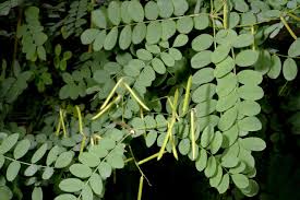 Image result for Indigofera rhytidocarpa