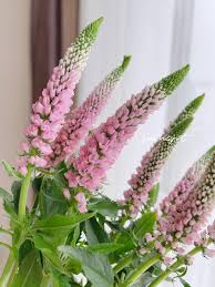 Image result for Bergia polyantha