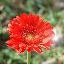 Image result for Gerbera