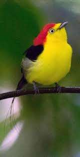 Saltarin Uirapuru Wire Tailed Manakin Fadenpipra Manakin Filifere Beautiful Birds Colorful Birds Pretty Birds