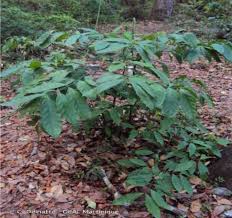 Image result for Funtumia elastica