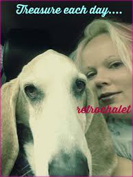 Basset Hound Cancer Alternative Treatment Case