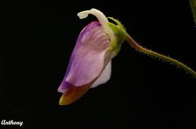 Image result for Geigeria africana