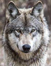 Vintage wild animal appliques, cloth appliques, bear image, wolf sheep deer appliques, fabric appliques, call of the wild, cranston vip. Timber Wolf Portrait Animal Wildlife Photography Wolves Cute Wild Animals Wild Animals Photography Wolf Photography