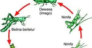 Pengertian metamorfosis sempurna dan tidak sempurna, contoh, gambar, penjelasan lengkap, siklus pengertian metamorfosis sempurna dan tidak sempurna beserta contoh dan gambarnya. Gambar Mudah Memahami Perbedaan Metamorfosis Sempurna Tidak Gambar Hewan Di Rebanas Rebanas