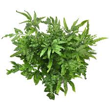 Image result for Pteris